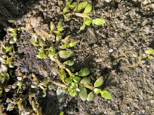Elatine gratioloides, 2026-08-23