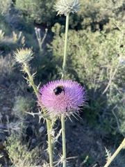 Xylocopa tabaniformis androleuca