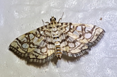 Lygropia rivulalis