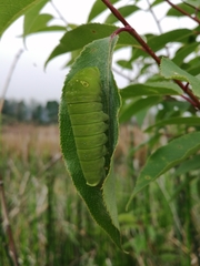 Papilio multicaudata grandiosus