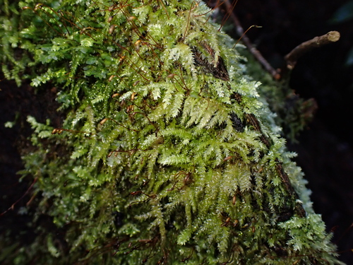 Rhynchostegium tenuifolium observed 2026-08-23