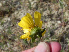Leptosyne calliopsidea