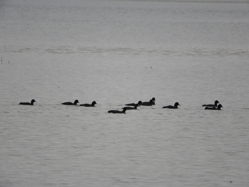 Eurasian Coot