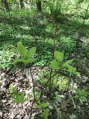Dirca palustris