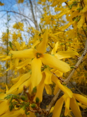 Forsythia viridissima