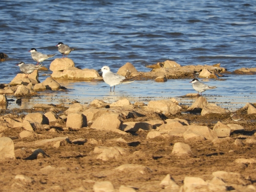 Gull-billed Tern