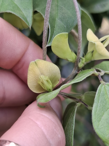 Macrotyloma axillare