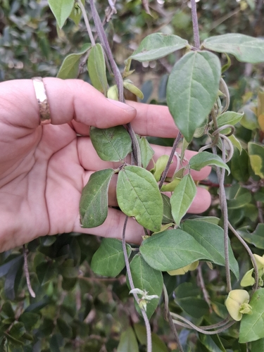 Macrotyloma axillare, photograph 2