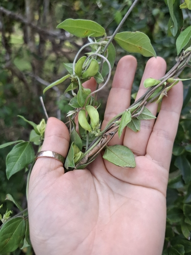 Macrotyloma axillare, photograph 3