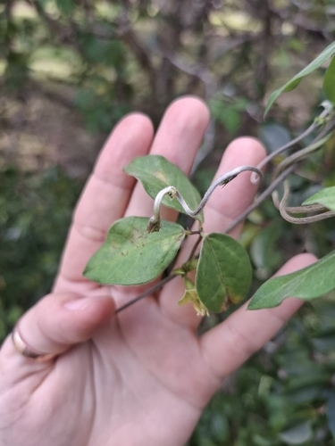 Macrotyloma axillare, photograph 4