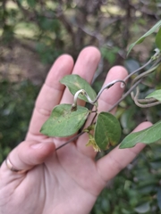 Macrotyloma axillare, photograph (c) Kaela Lowry, some rights reserved (CC BY)