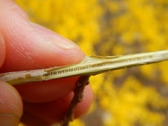 Forsythia viridissima