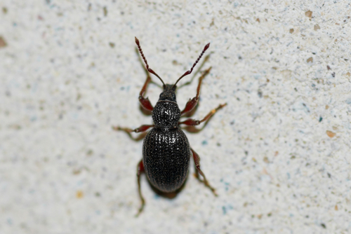 Strawberry Root Weevil