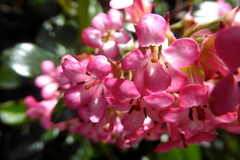 Escallonia rubra macrantha