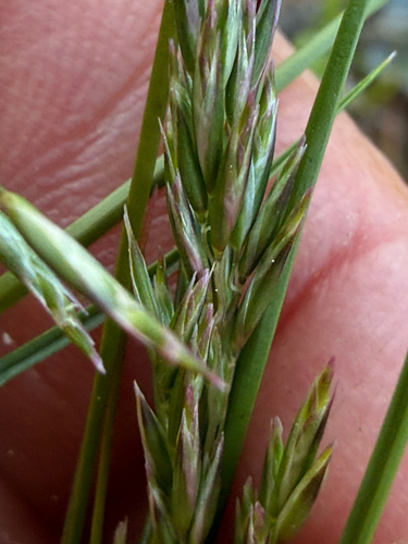 Schismus barbatus observed 2026-08-23