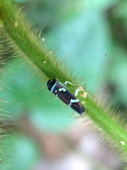 Macugonalia leucomelas