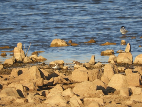 Little Ringed Plover