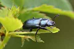 Platycerus caraboides