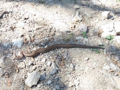 Vipera aspis zinnikeri