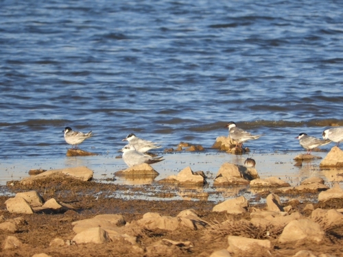 Whiskered Tern