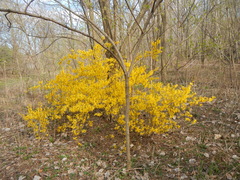 Forsythia viridissima