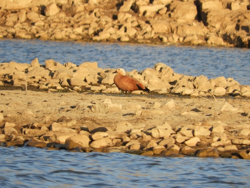 Ruddy Shelduck