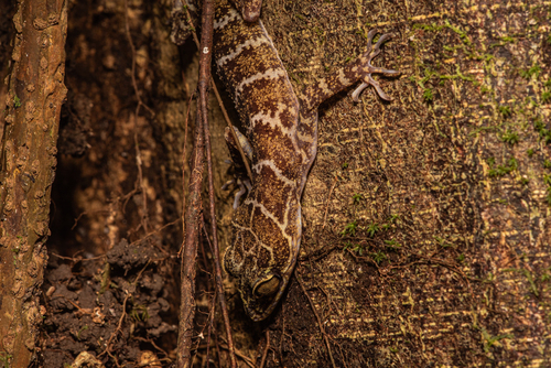 Cyrtodactylus consobrinus observed 2026-08-21