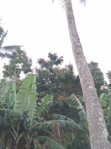 African tulip tree