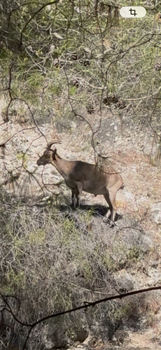 Southeastern Spanish Ibex