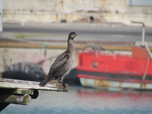 iNaturalist image