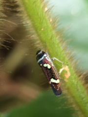Macugonalia leucomelas