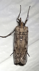 Melitara subumbrella