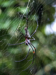 Nephila constricta