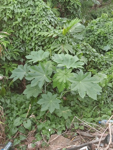 castor bean