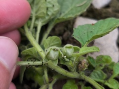 Solanum sarrachoides, photograph (c) arthur_haendler, some rights reserved (CC BY)