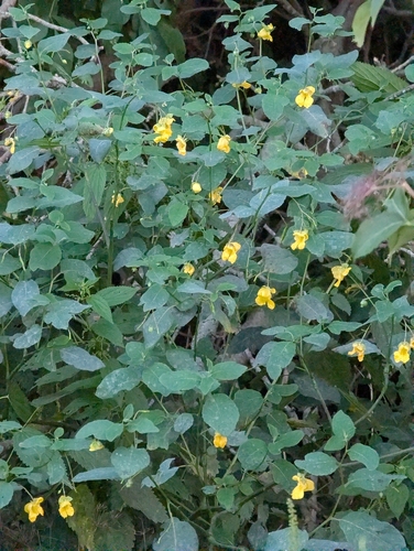 pale jewelweed