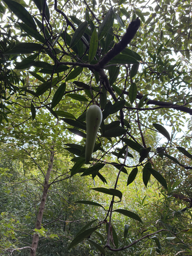 Anodendron affine observed 2026-08-23
