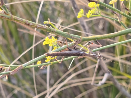 Mediterranean Mantis