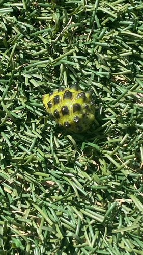 Drupa ricinus observed 2026-08-20
