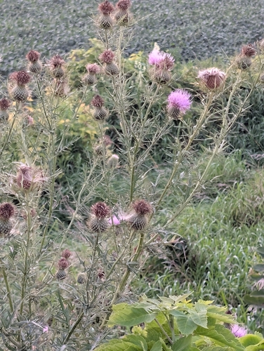 field thistle