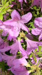 Rhododendron