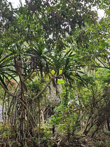 Pandanus dubius observed 2026-07-30