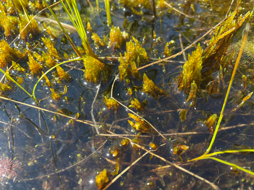 Drepanocladus trifarius observed 2026-08-19