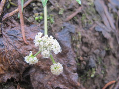 Lomatium fusiformis