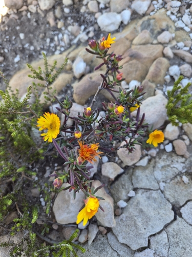 Lampranthus fergusoniae