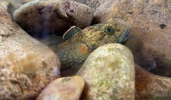 Cottus baileyi