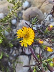 (c) Martjie Fia Fourie, some rights reserved (CC BY) Lampranthus fergusoniae, photograph (c) Martjie Fia Fourie, some rights reserved (CC BY)