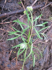 Lomatium fusiformis