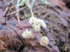 Lomatium fusiformis