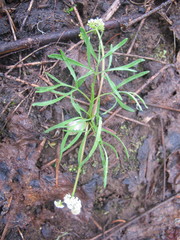 Lomatium fusiformis